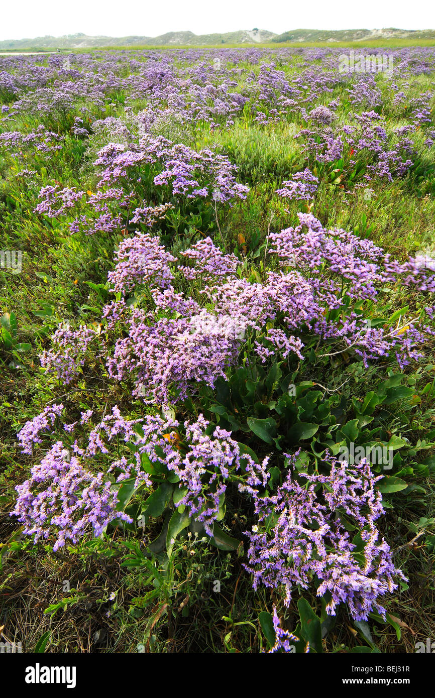 Flowering Sea lavender (Limonium vulgare), Zwin nature reserve, Belgium Stock Photo