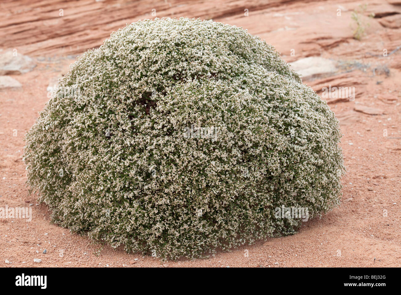 Roundleaf Buckwheat (Eriogonum rotundifolium) thriving on the arid shores of Lake Powell, Arizona, USA Stock Photo