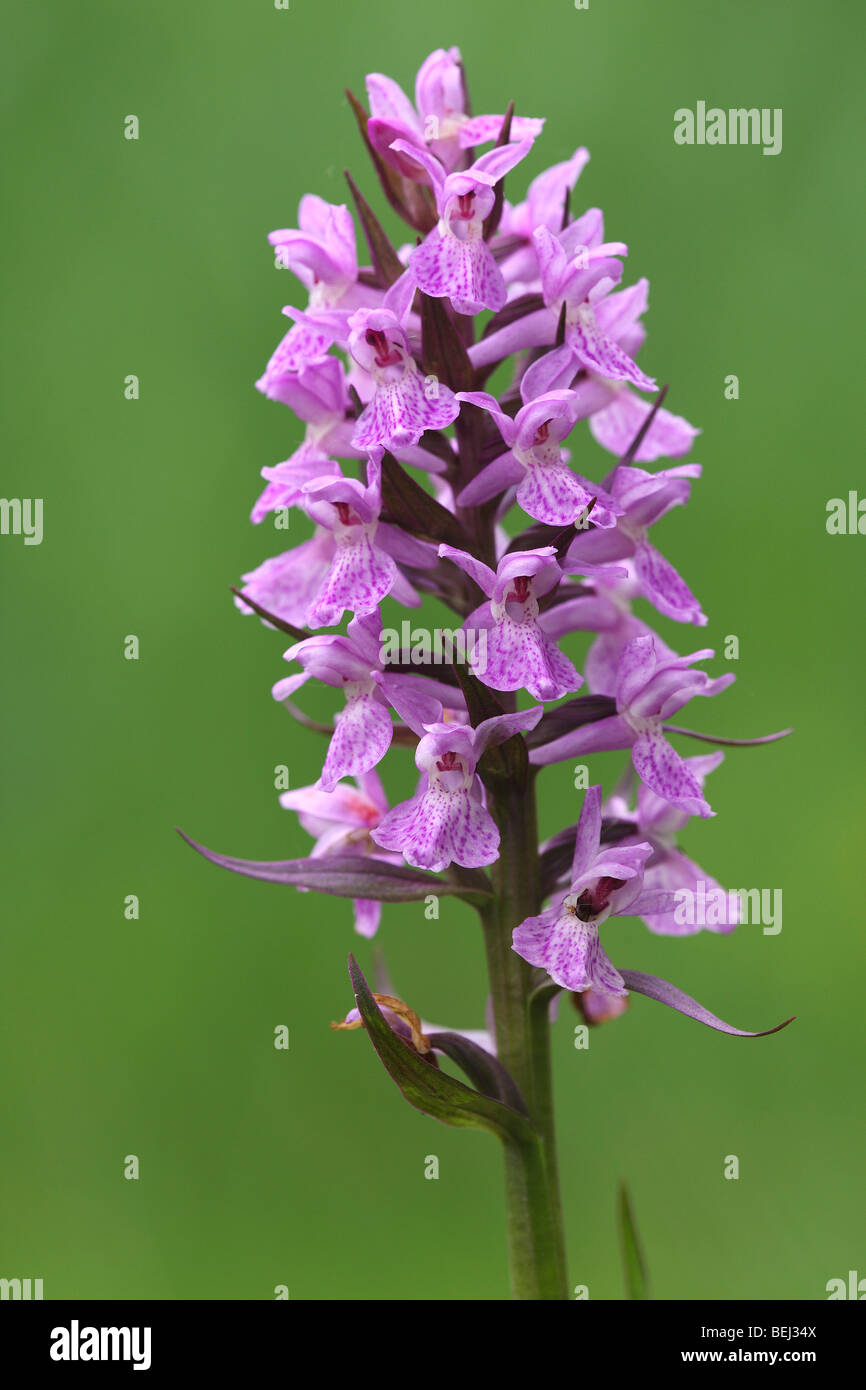 Heath Spotted Orchid / Moorland Spotted Orchid (Dactylorhiza maculata) in flower in spring Stock Photo