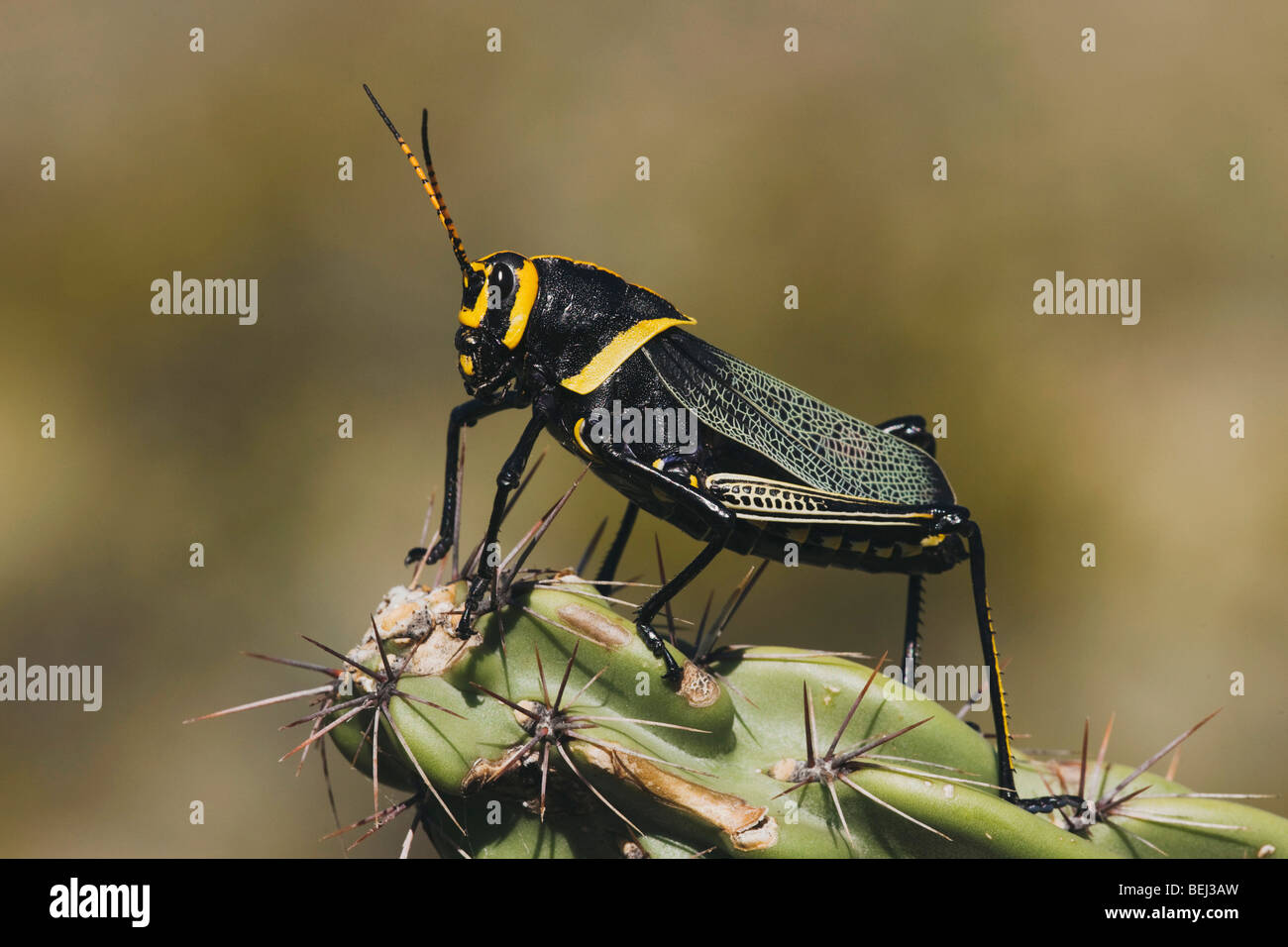 Horse Lubber Grasshopper (Taeniopoda eques), adult on cactus, Chisos Mountains, Big Bend National Park, Texas Stock Photo