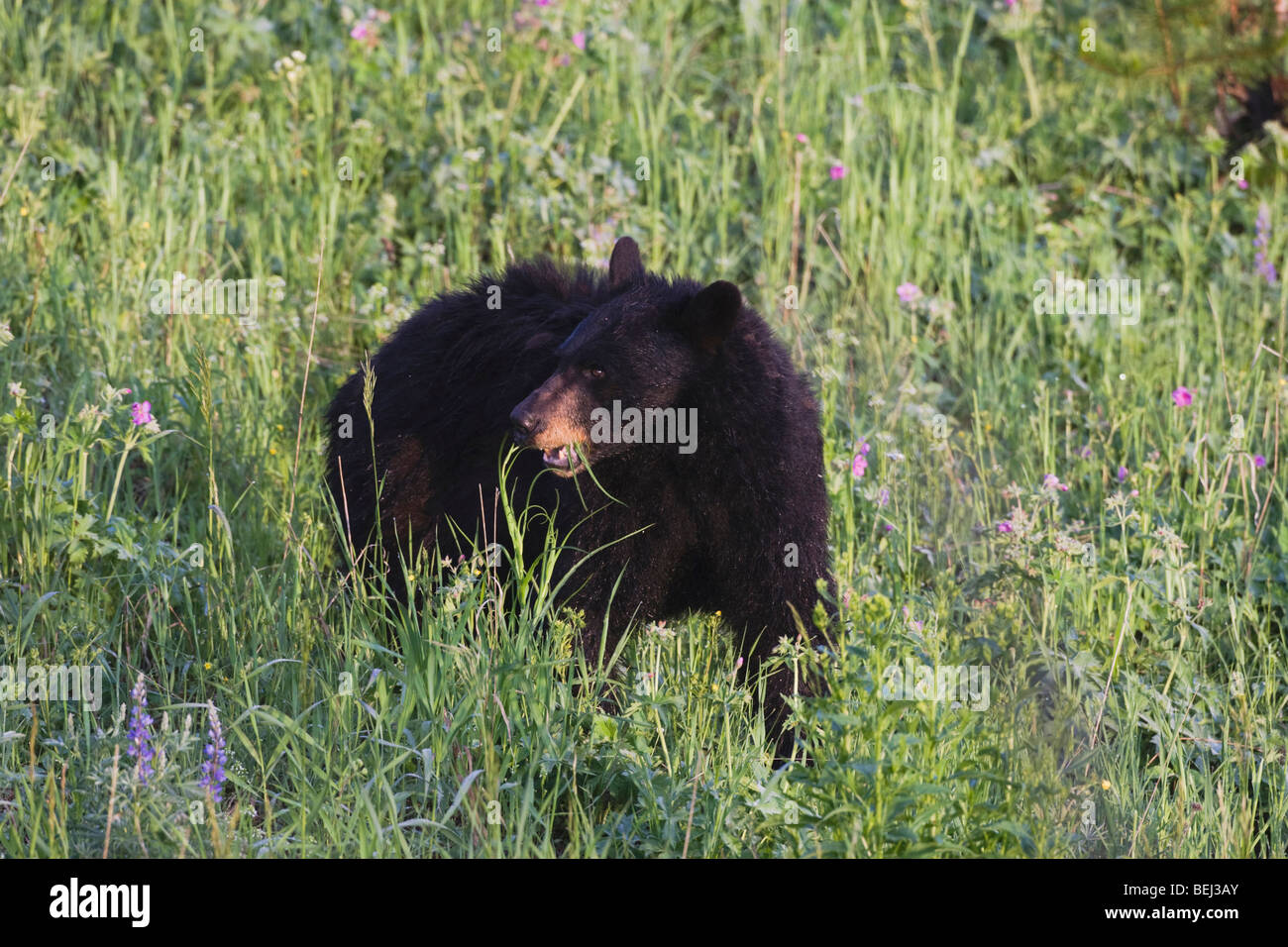 Bear eating flower hires stock photography and images Alamy