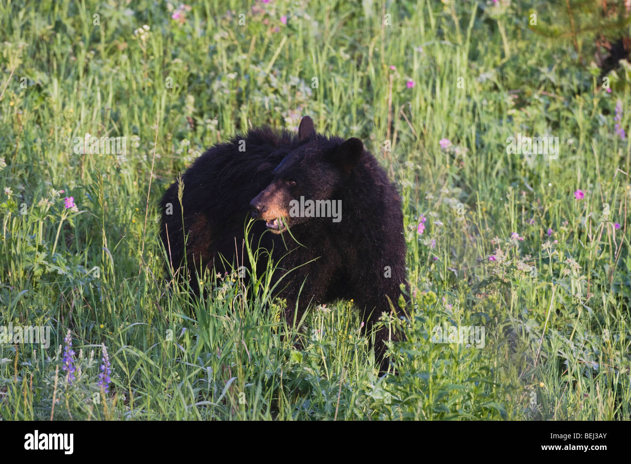 Black Bear (Ursus americanus), adult eating flowers, Yellowstone National Park, Wyoming, USA Stock Photo