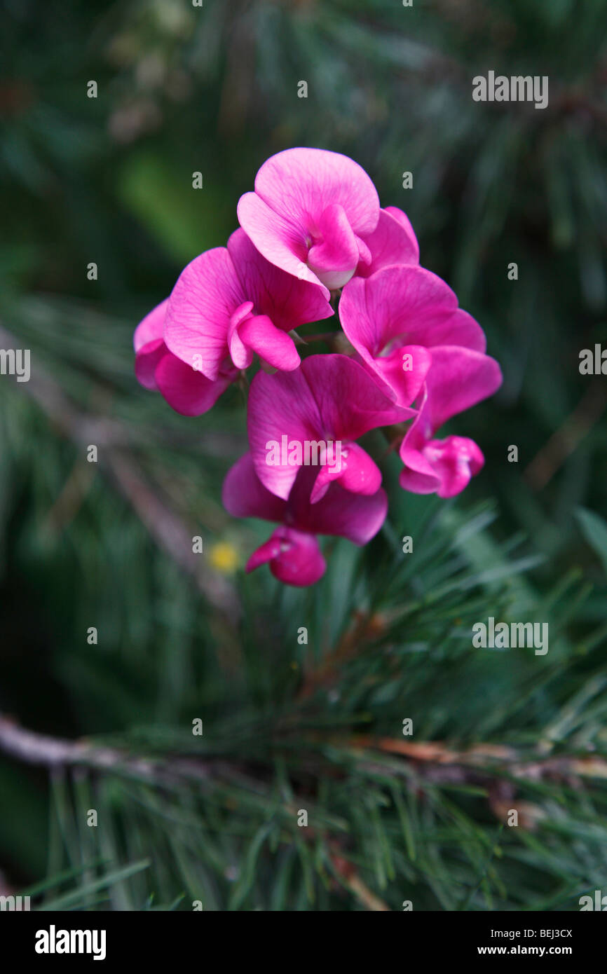 Pink Beach Pea wildflowers Lathyrus japonicus sweet pea matucana from above overhead nobody blurred blurry background in USA hi-res Stock Photo