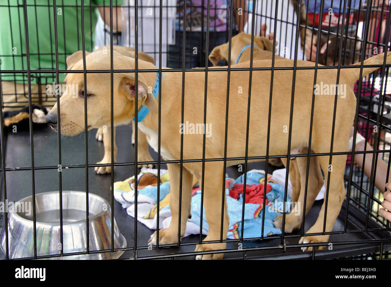 Dog in cage for adoption Stock Photo