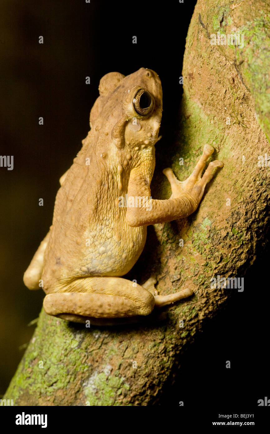Brown Tree Toad, Danum Valley, Borneo Stock Photo