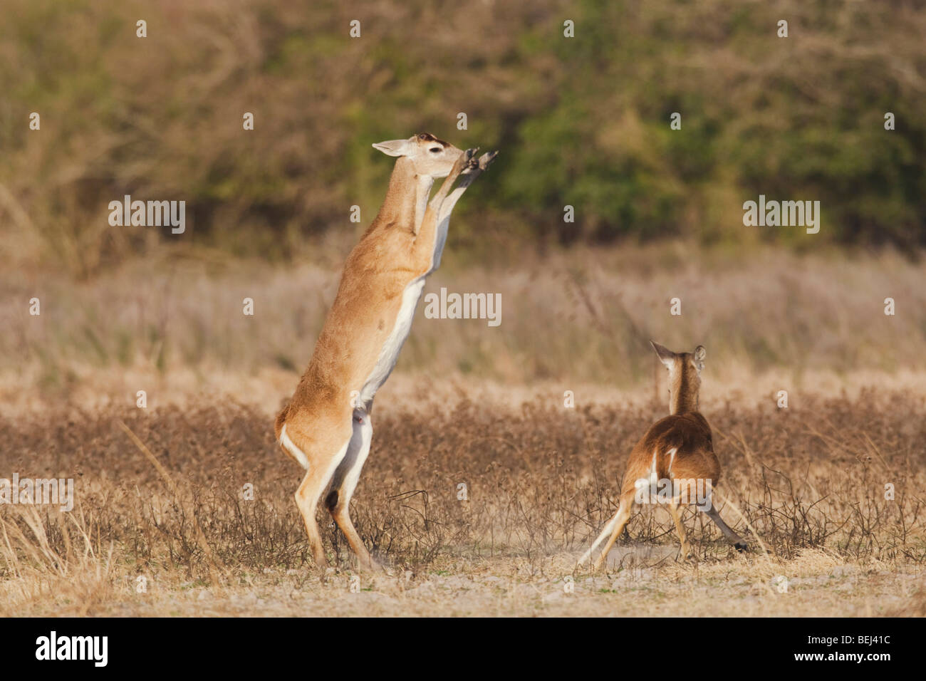 Whitetailed Deer (Odocoileus virginianus), adults fighting, Sinton