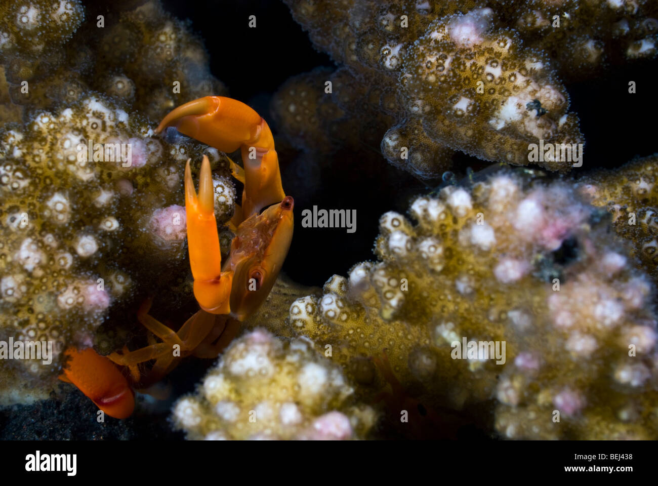 Trapezia hires stock photography and images Alamy