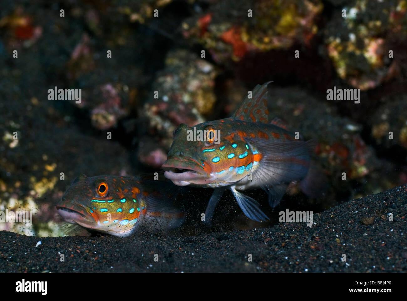 Orange-dashed Goby under water. Stock Photo