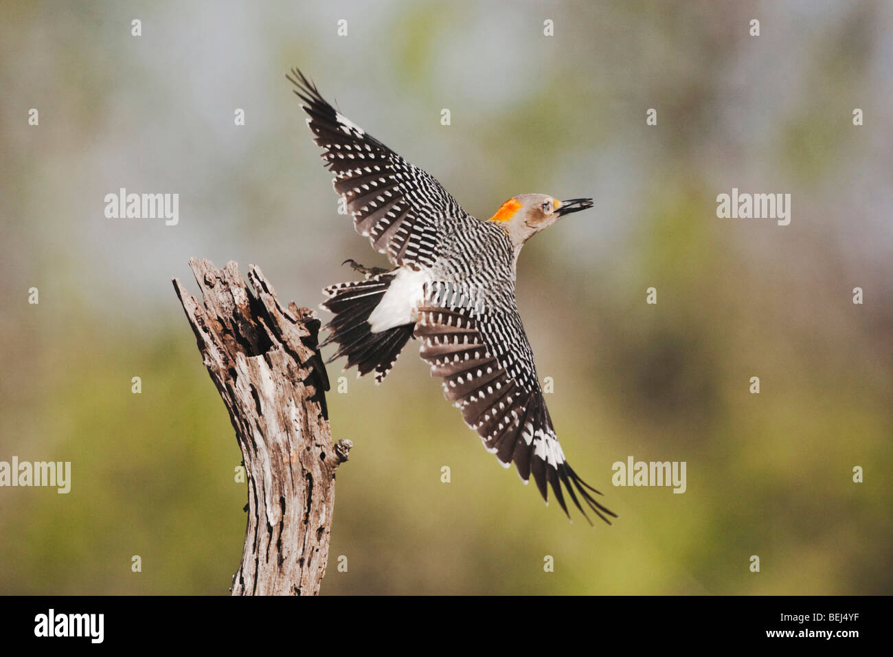 Golden-fronted Woodpecker (Melanerpes aurifrons), female taking off, Sinton, Corpus Christi, Coastal Bend, Texas, USA Stock Photo