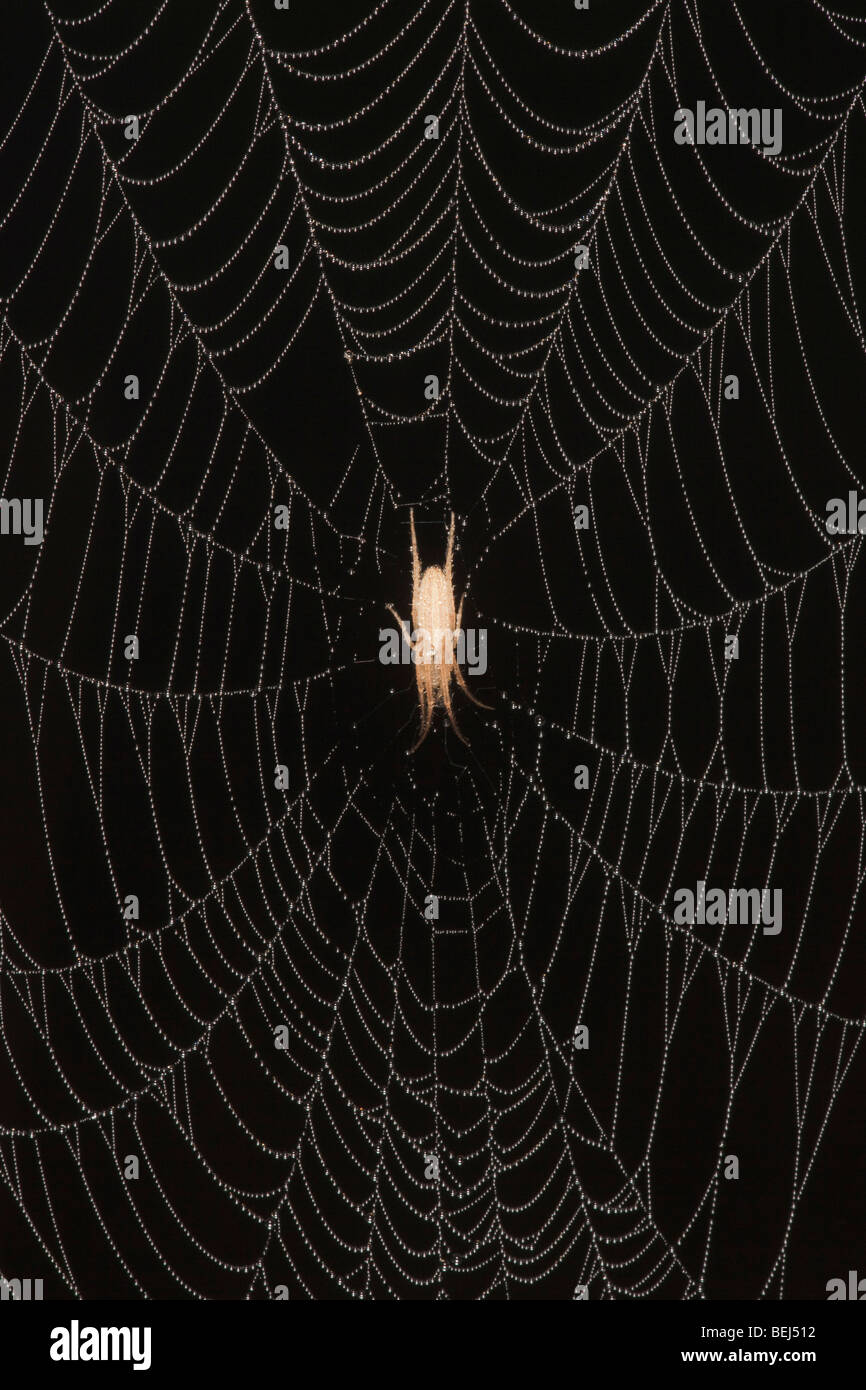 https://c8.alamy.com/comp/BEJ512/ghost-spider-anyphaenidae-in-dew-covered-spiderweb-sinton-corpus-christi-BEJ512.jpg