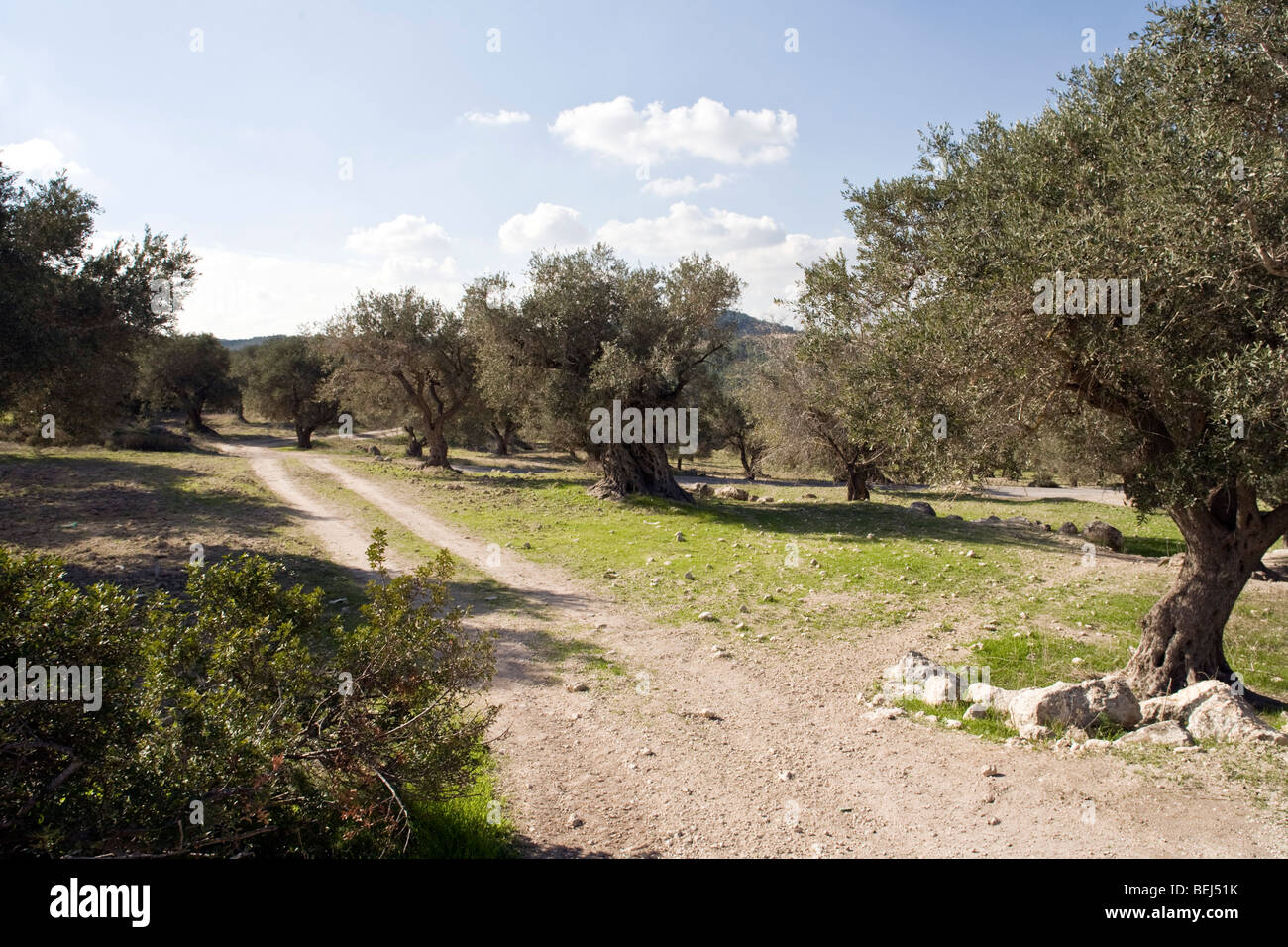 olive groves in Pelion peninsula,Greece Stock Photo
