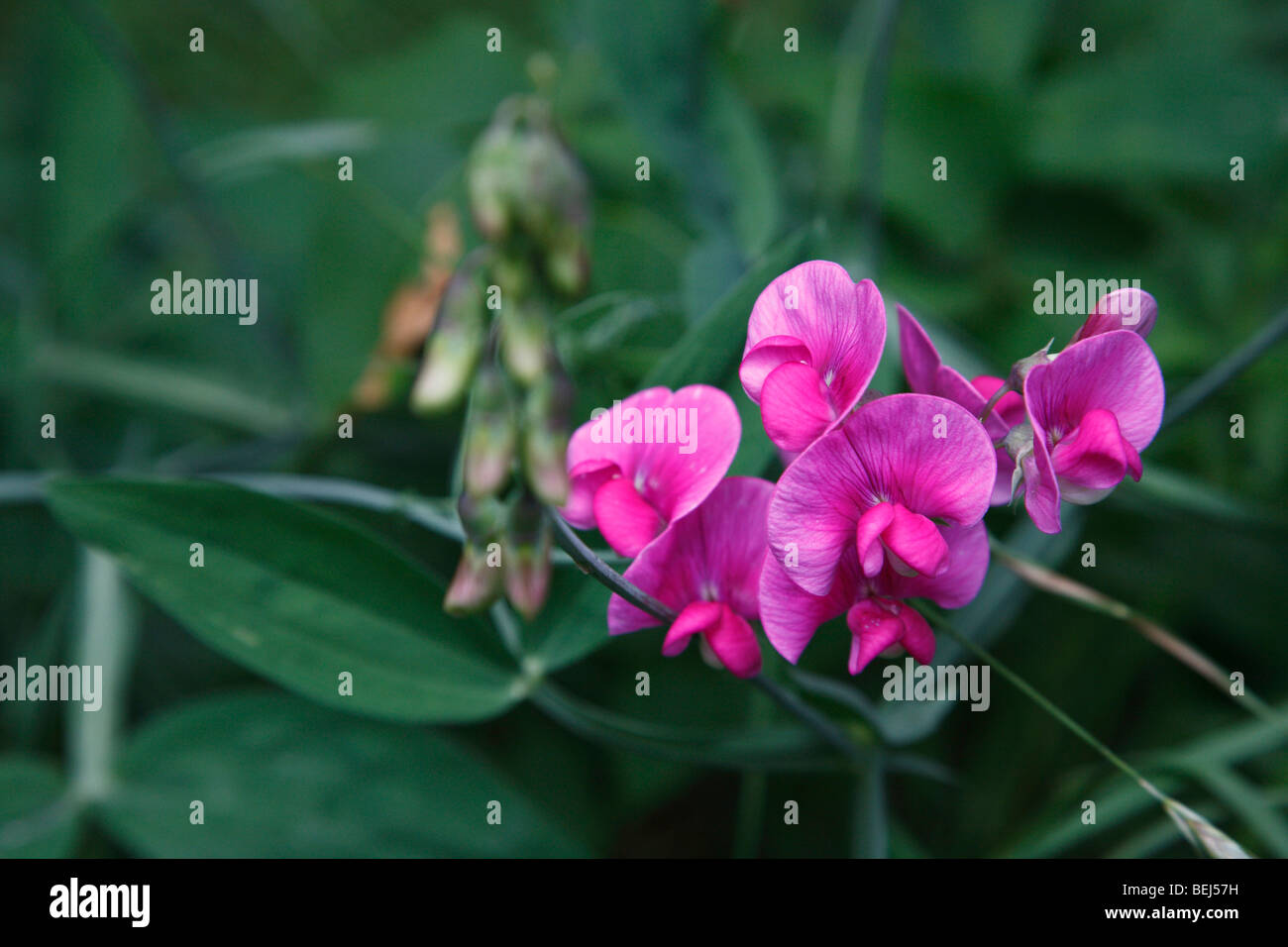 Pink Beach Pea wildflowers Lathyrus japonicus sweet pea matucana from above overhead nobody in USA  blurry blurred background hi-res Stock Photo