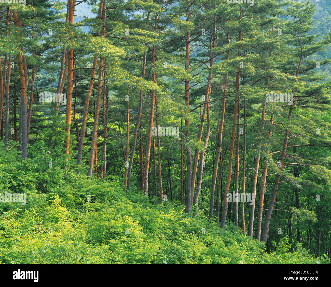 Japanese red pine forest Stock Photo - Alamy