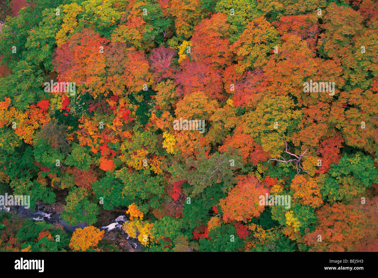 Aerial view forest no leaves hi-res stock photography and images - Alamy
