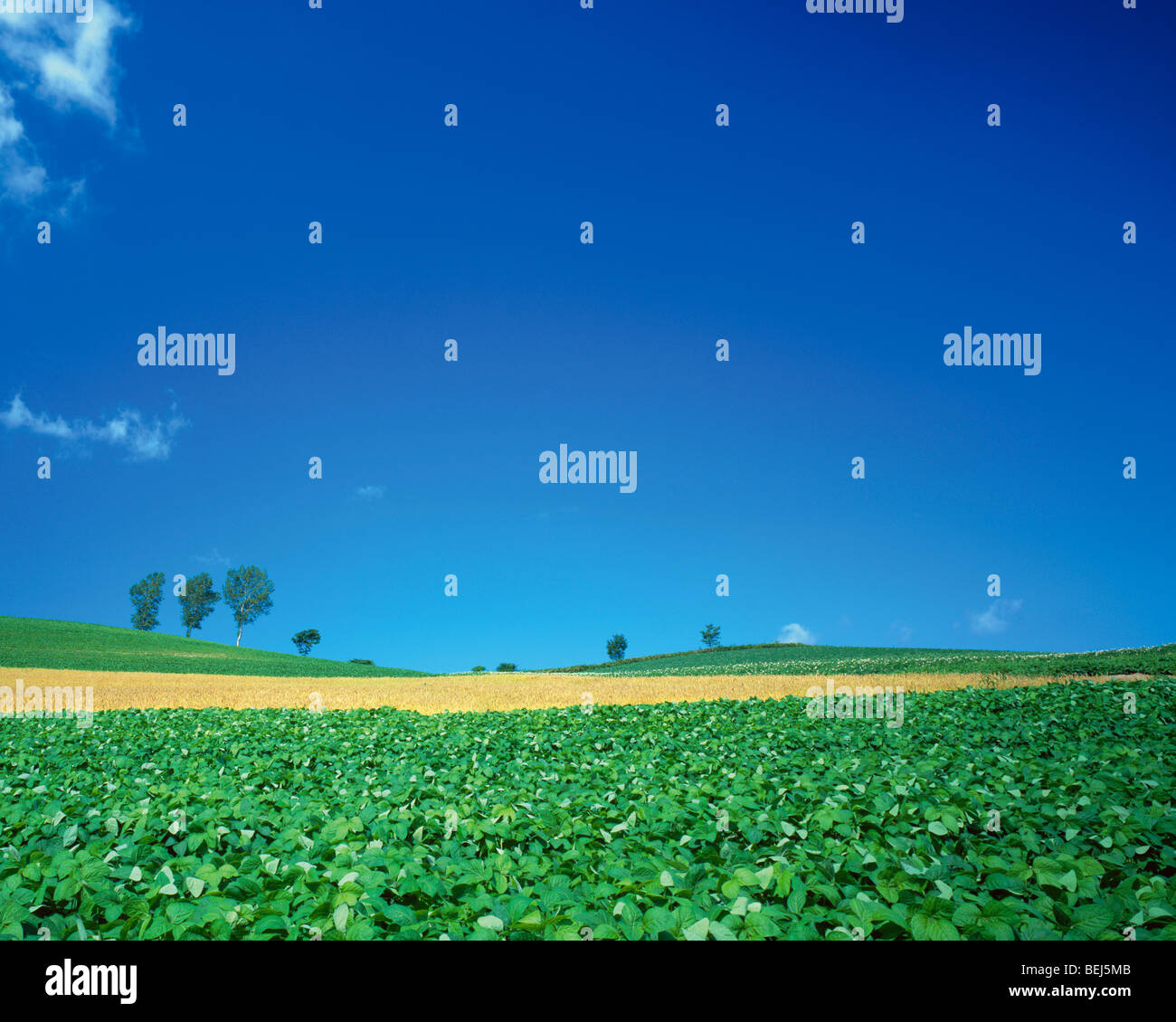 Farmland in BieiMachi, Hokkaido, Japan Stock Photo Alamy