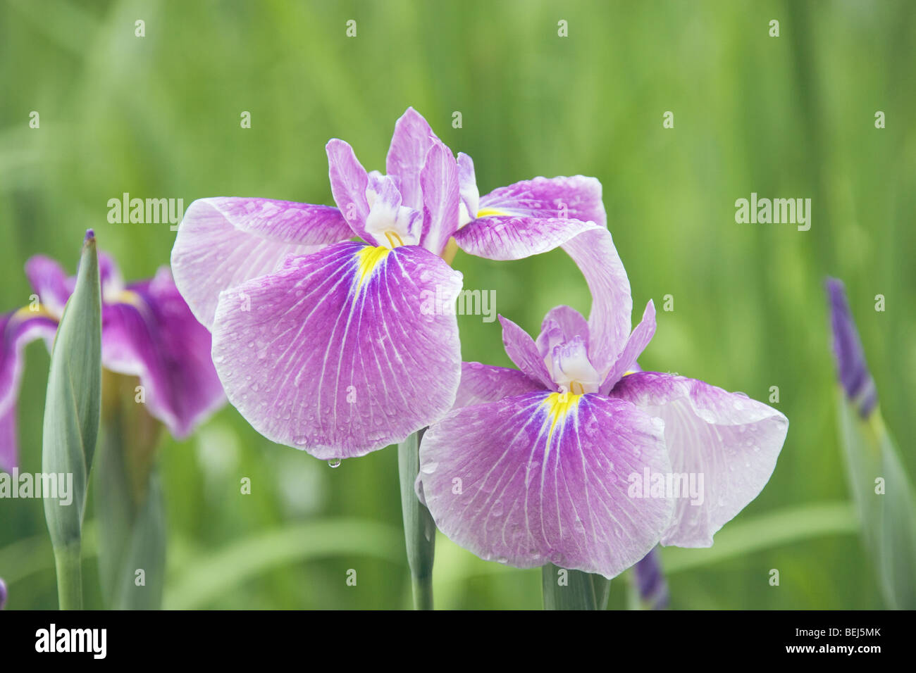 Japanese iris Stock Photo
