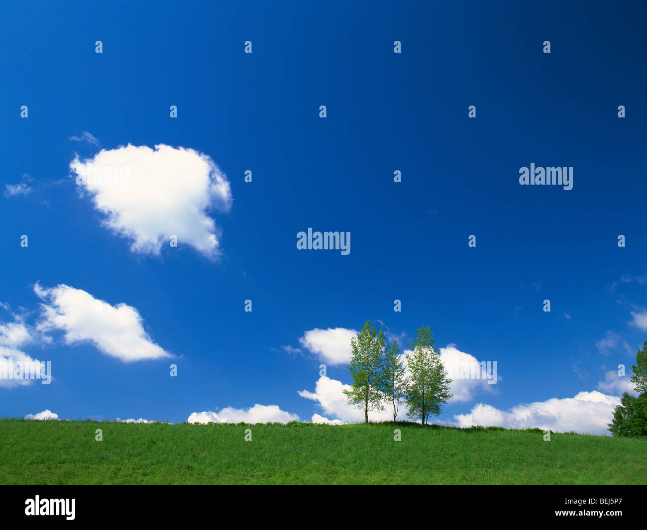 Field trees sky summer hi-res stock photography and images - Alamy