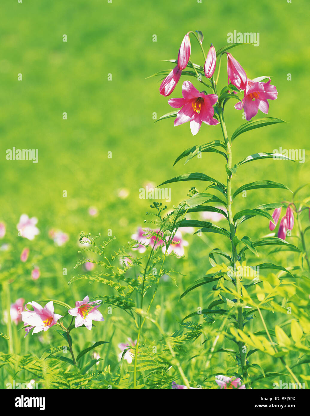 Rosy Lily, Minami-Aizu-machi, Fukushima Prefecture, Japan Stock Photo