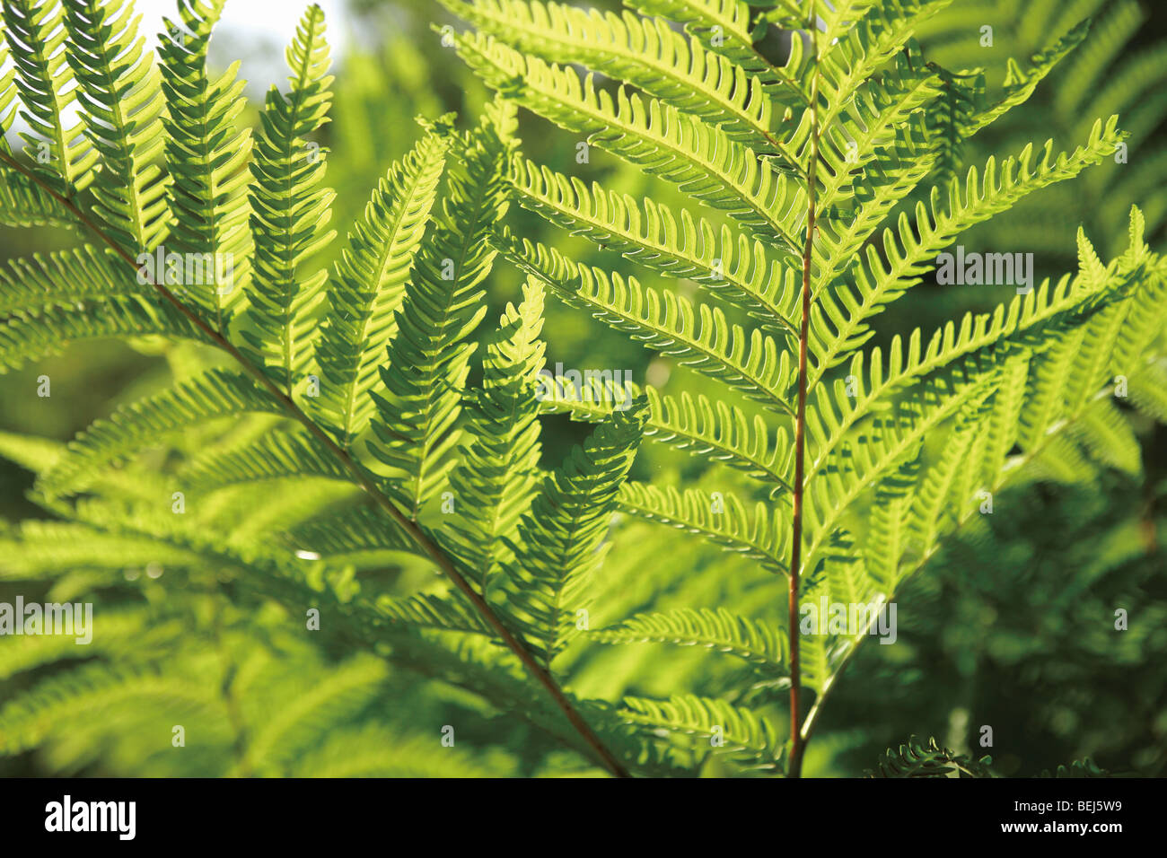 Fern Leaves Full Image High Resolution Stock Photography and Images - Alamy
