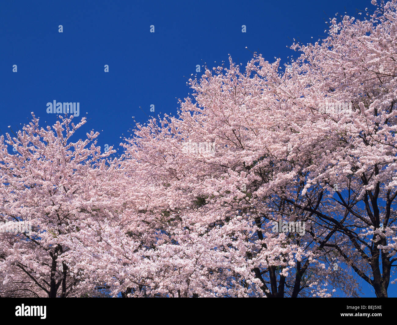 Blossoming Cherry trees under a clear blue sky Stock Photo - Alamy