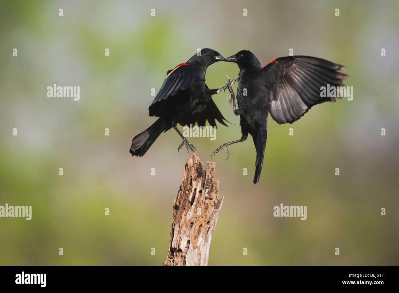 Red-winged Blackbird (Agelaius phoeniceus), males fighting, Sinton, Corpus Christi, Coastal Bend, Texas, USA Stock Photo