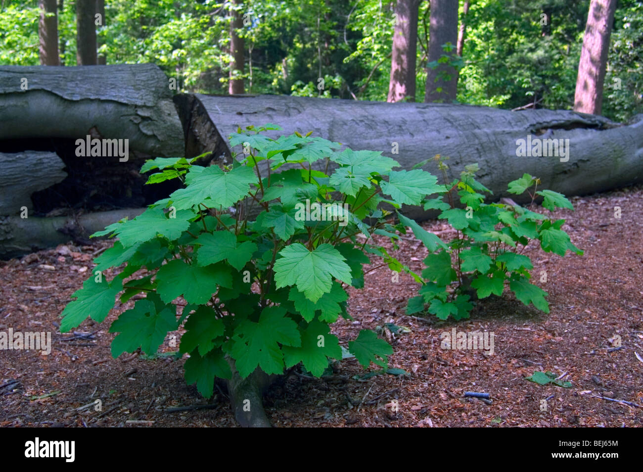Sycamore tree seedling hires stock photography and images Alamy