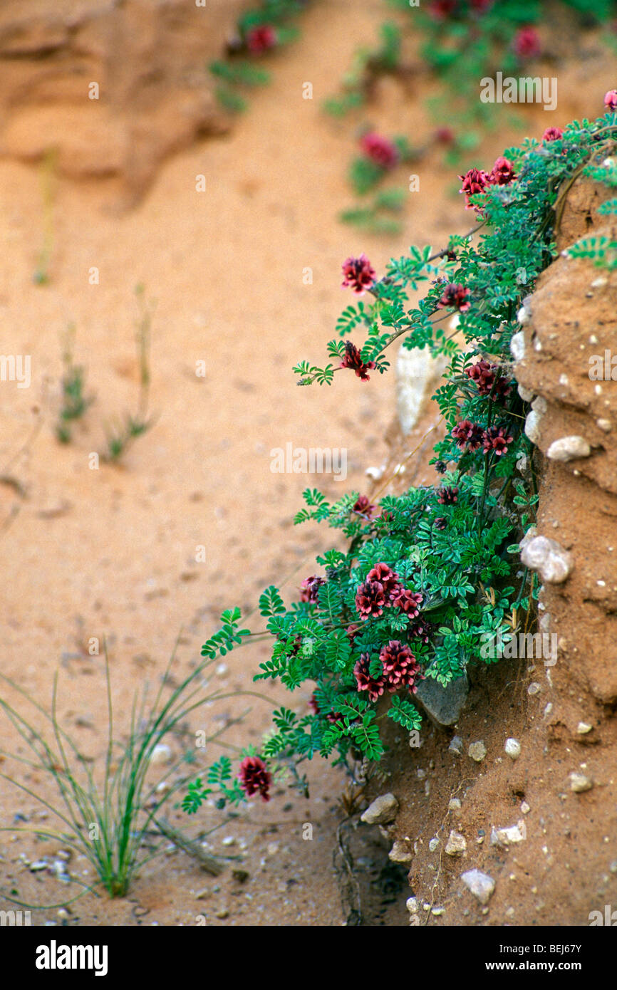 Flower Of The Kalahari Stock Photos & Flower Of The Kalahari Stock
