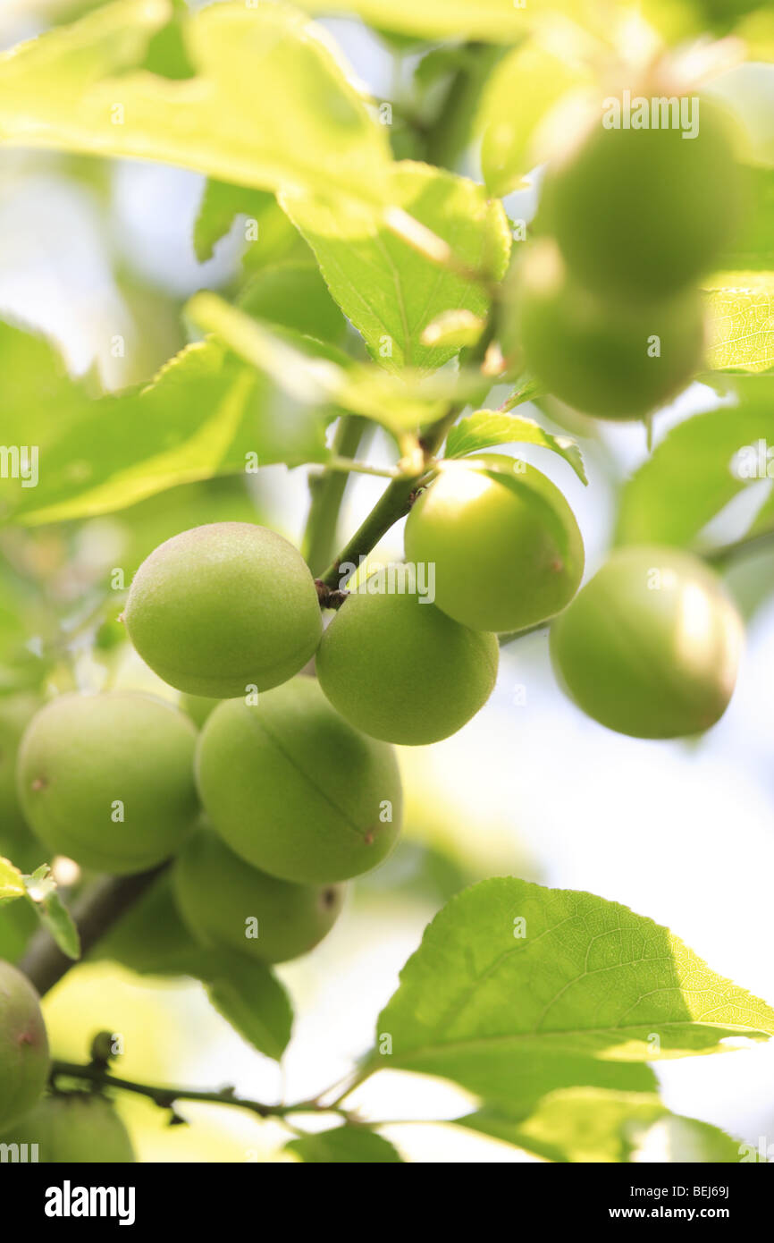 Unripe plums growing on a tree,  Ome,  Tokyo,  Japan Stock Photo