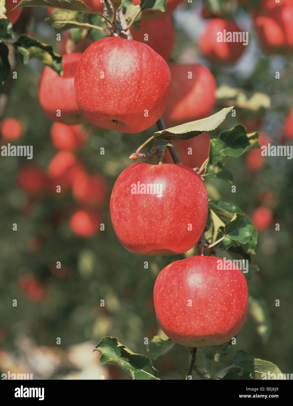 Apples growing on a branch, Nakano, Nagano Prefecture, Japan Stock Photo Alamy