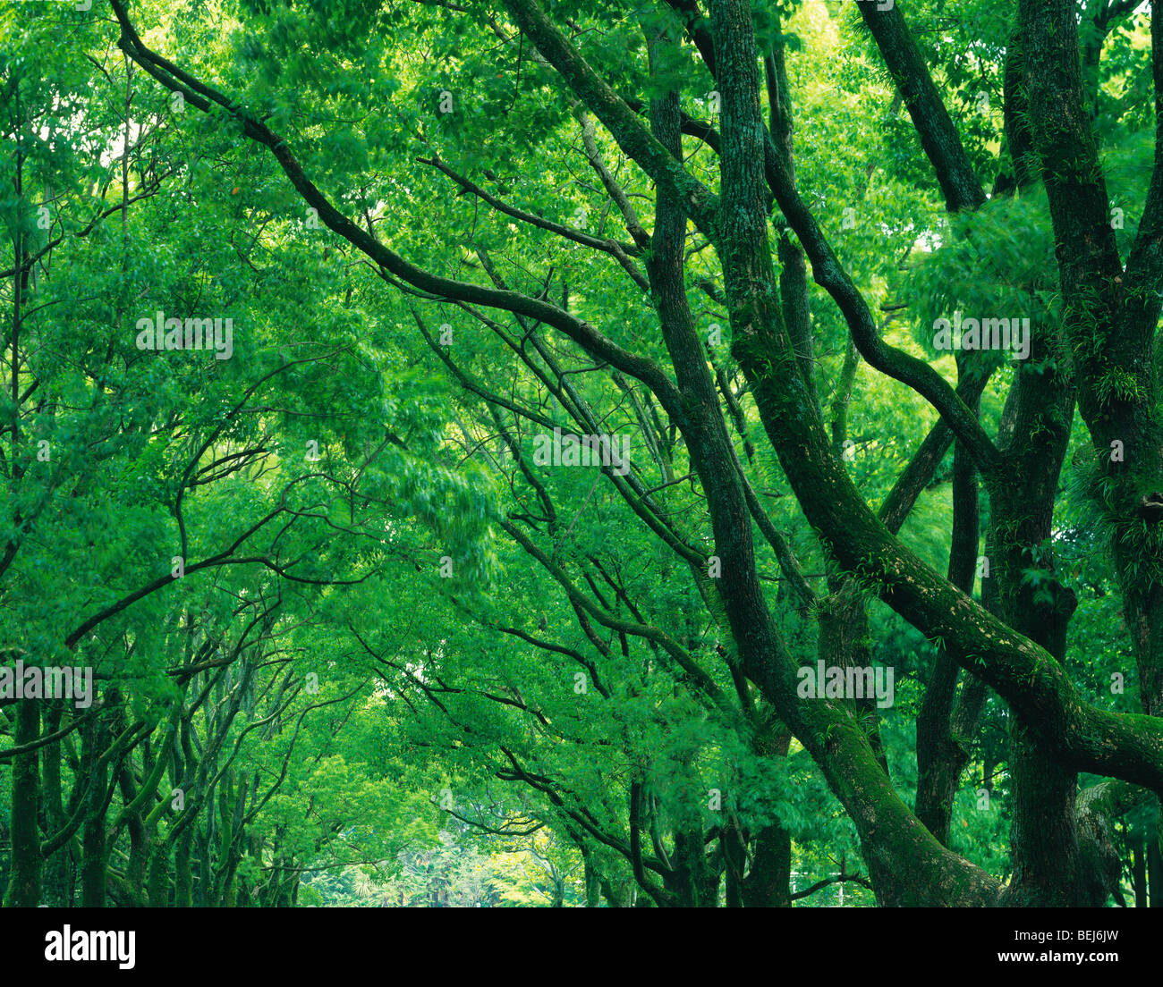 Up close trees hi-res stock photography and images - Alamy