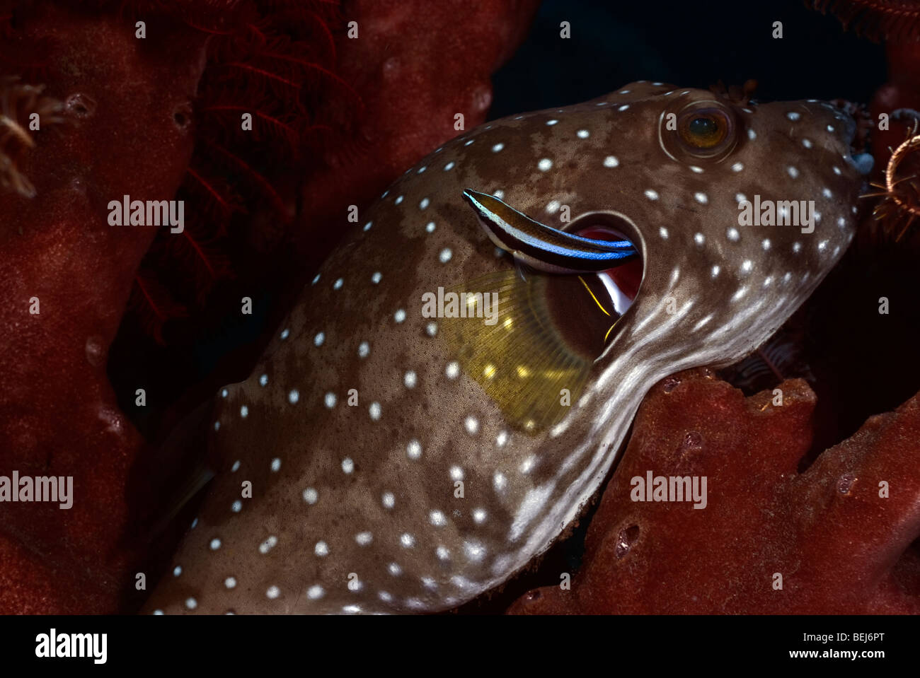 White-spotted Pufferfish with a cleaner wrasse resting on a sponge under water. Stock Photo
