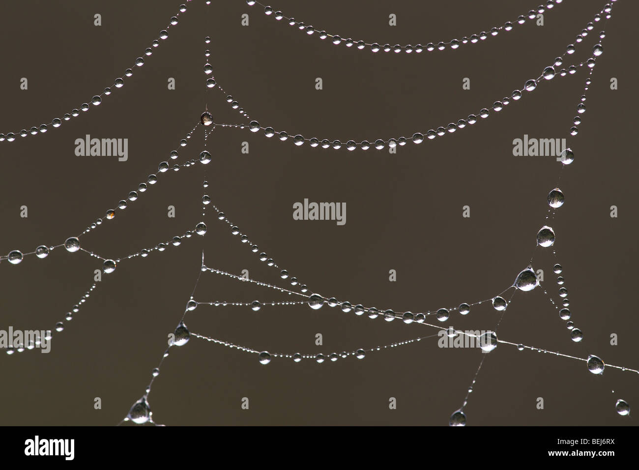 Dew droplets in spiderweb Stock Photo