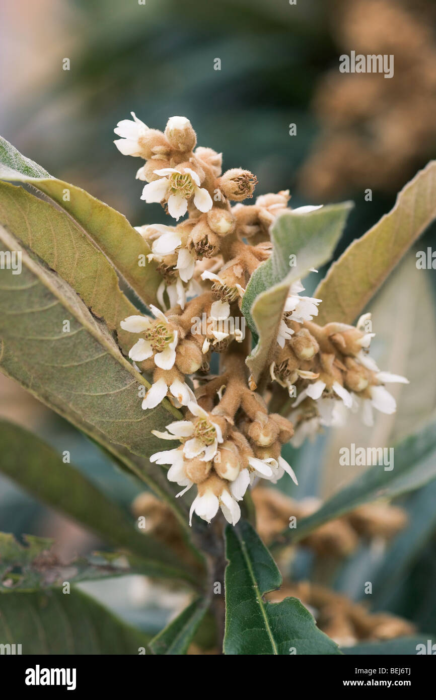 Loquat flower Stock Photo