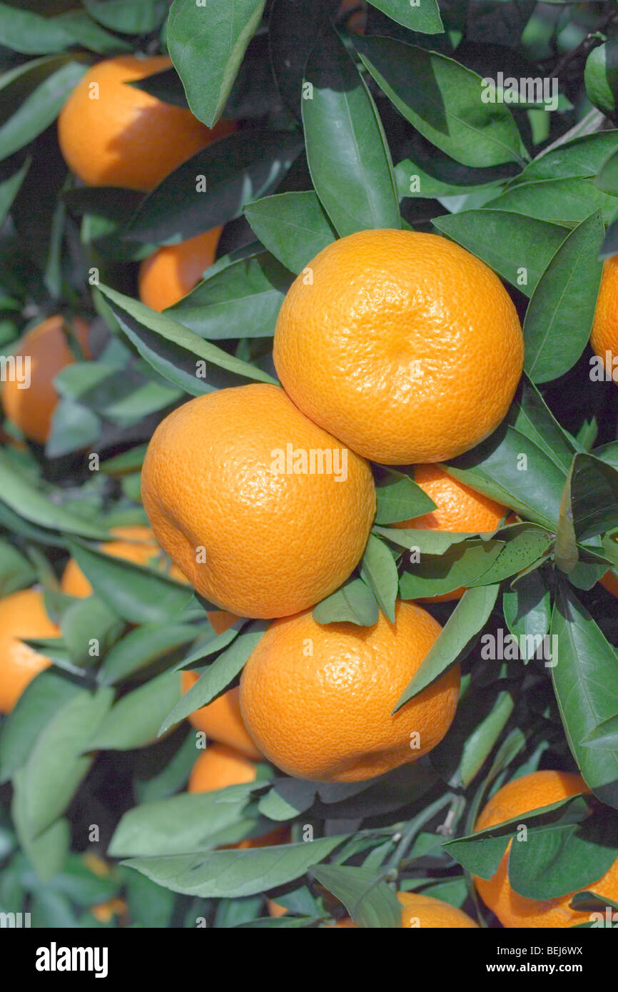Satsuma mandarins hires stock photography and images Alamy