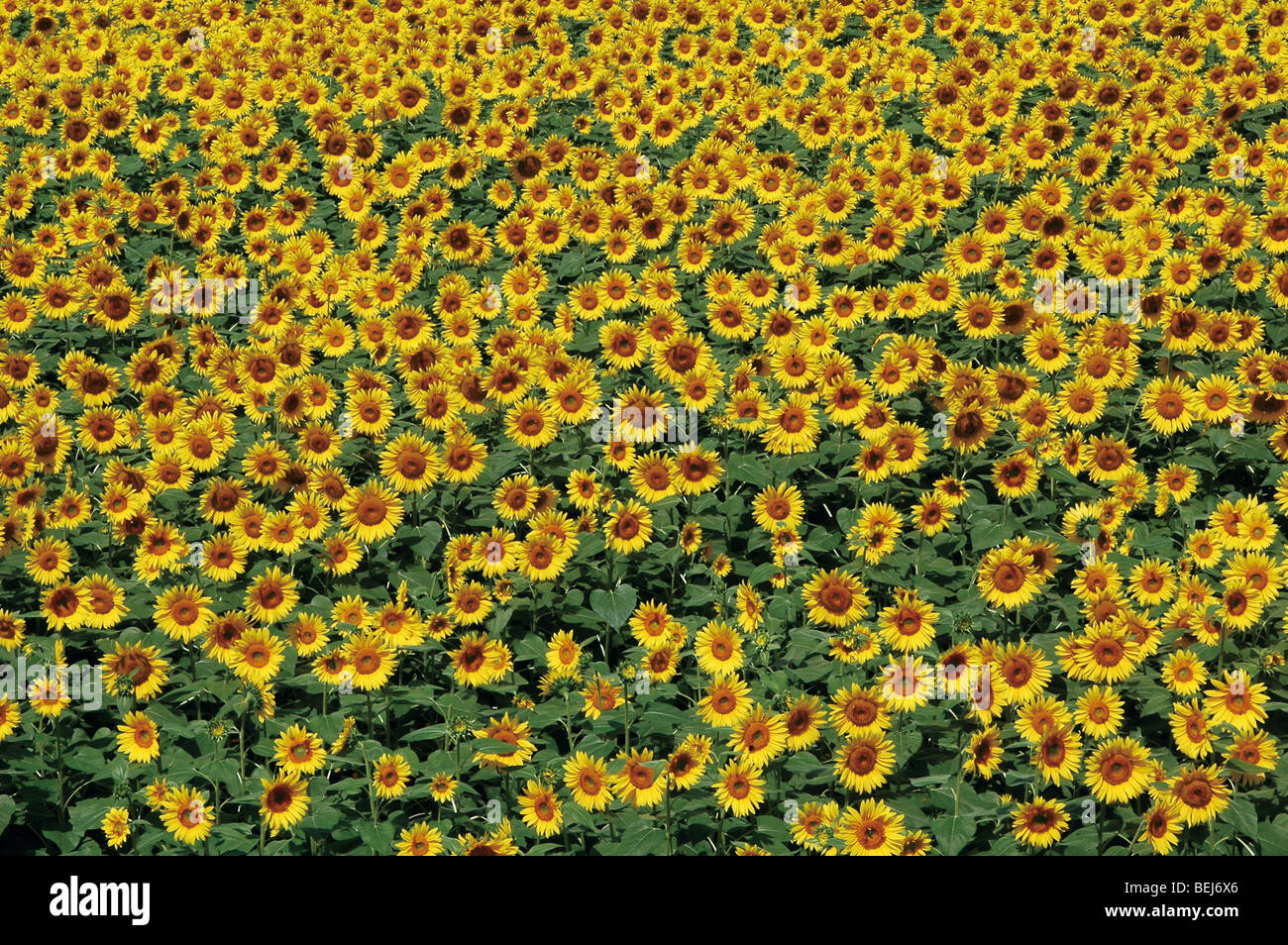 Sunflower field in Hokuto, Yamanashi Prefecture, Japan Stock Photo Alamy