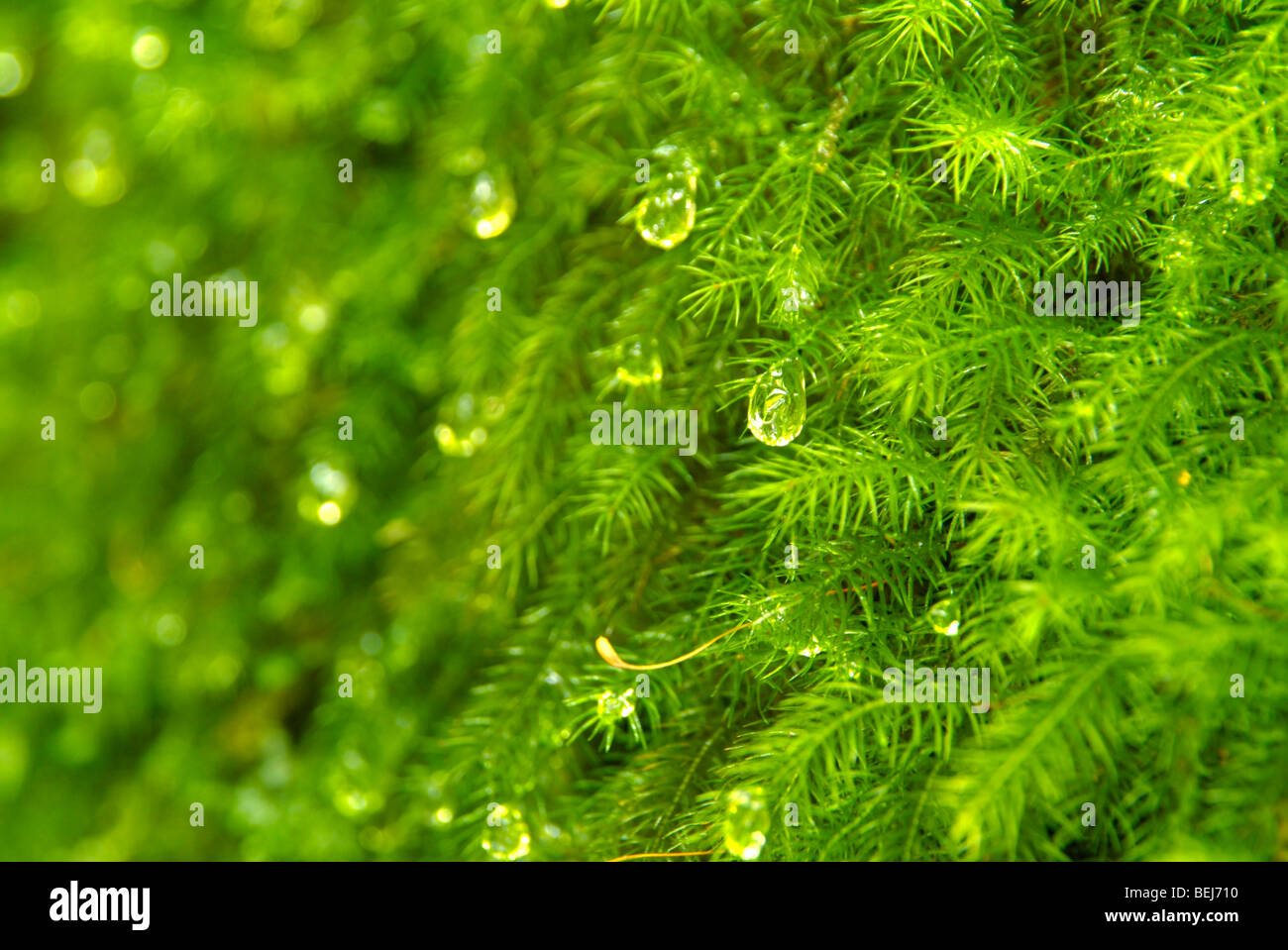 Full frame of moss hi-res stock photography and images - Alamy