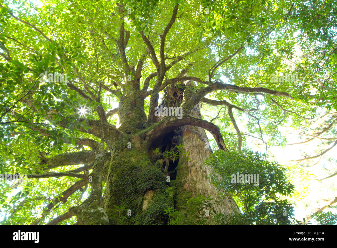 Low angle of tree hi-res stock photography and images - Alamy
