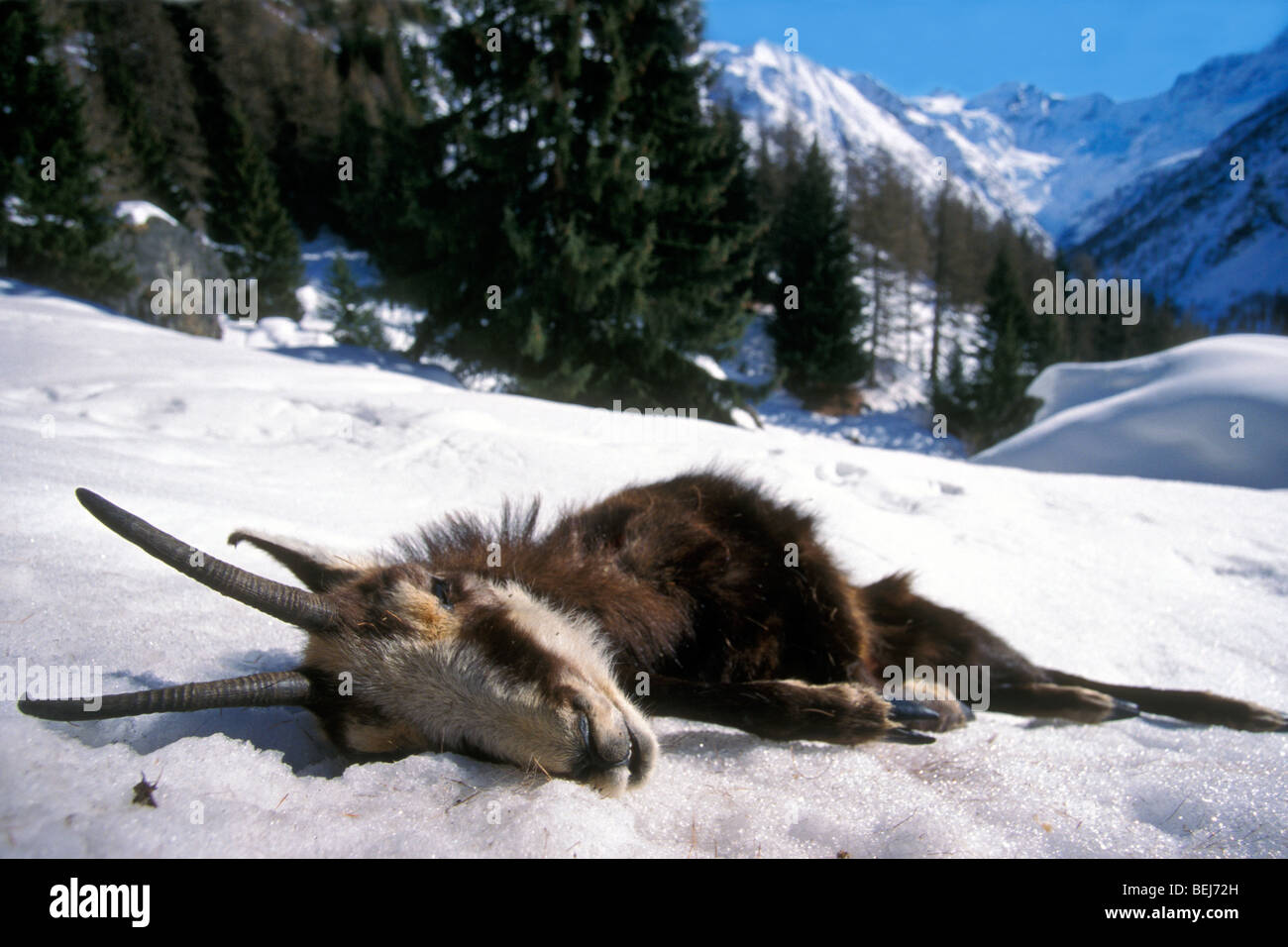 Dead chamois (Rupicapra rupicapra), perished by harsh winter weather in