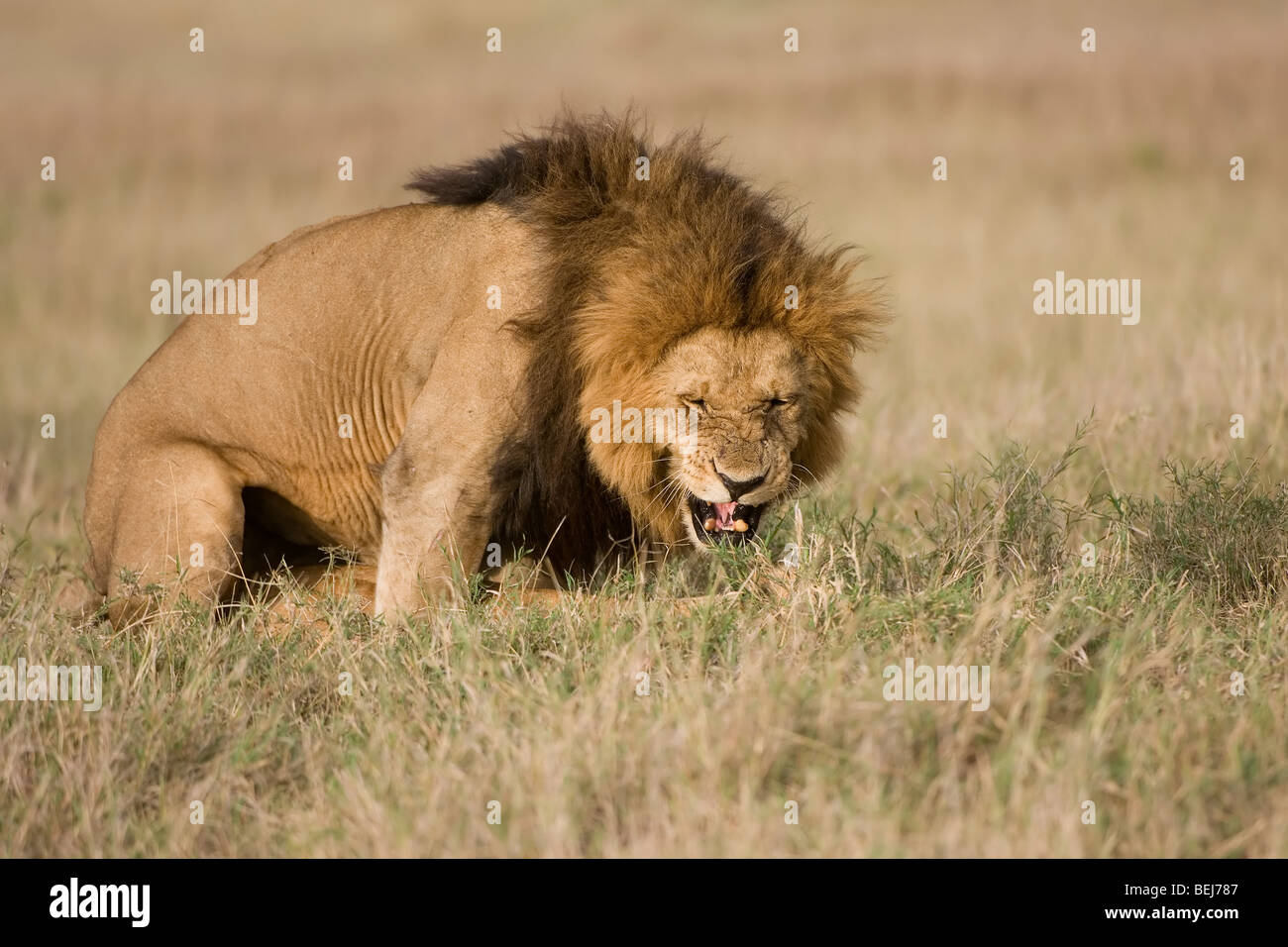 Mating Lions, Panthera leo, Kenya Stock Photo