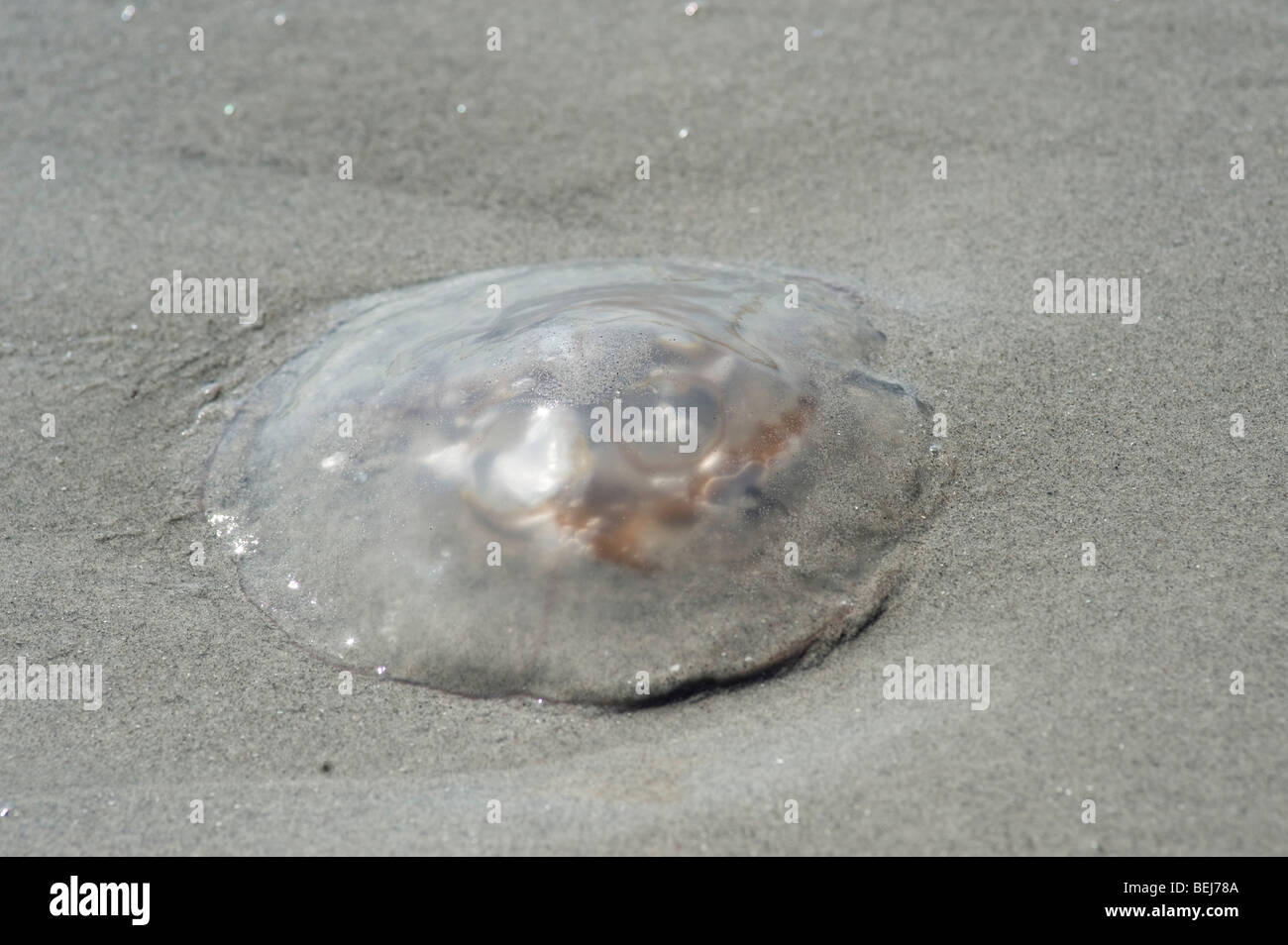 Moon jellyfish, Aurelia aurita, on beach Stock Photo