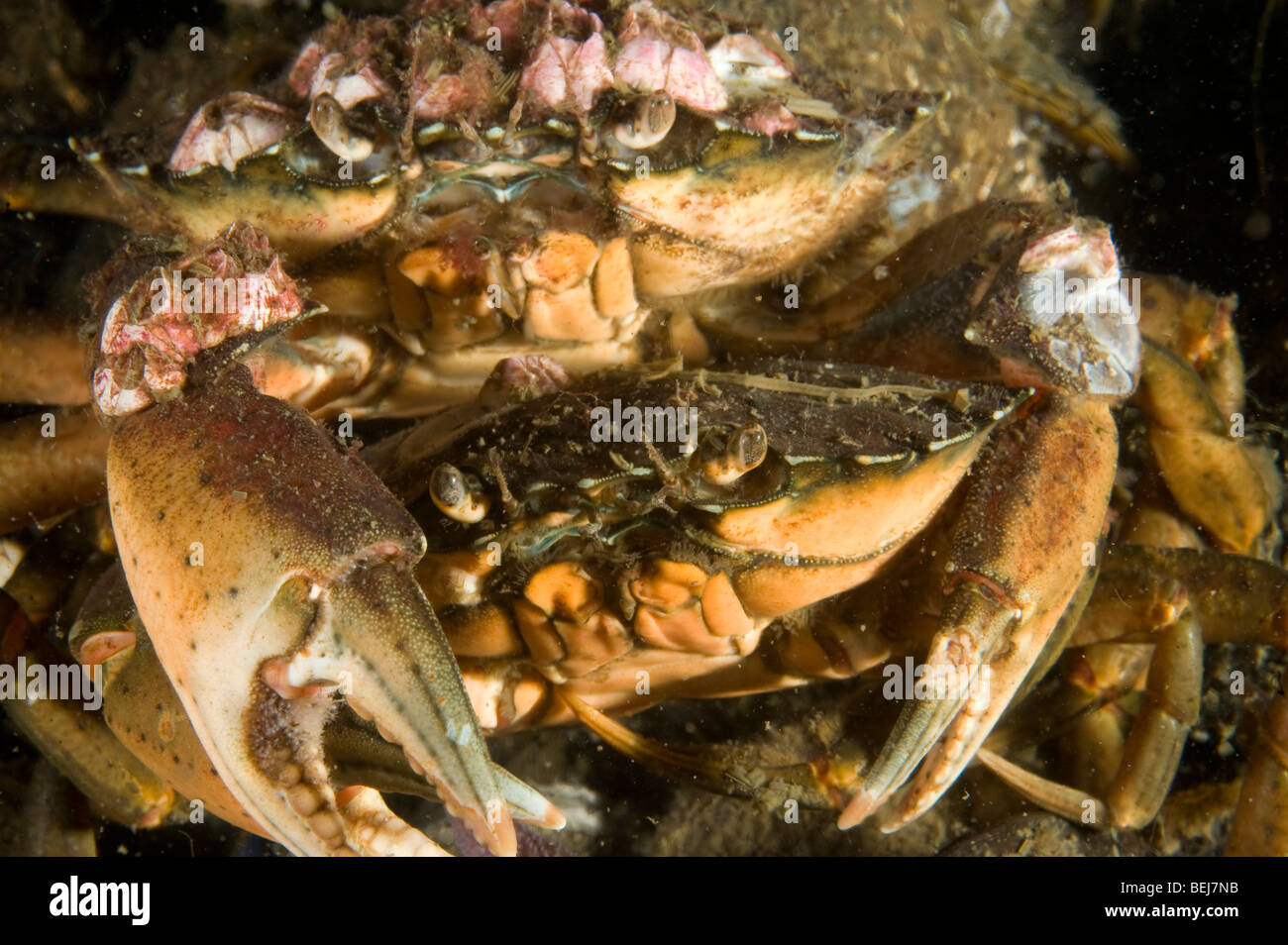 common shore crab Stock Photo - Alamy