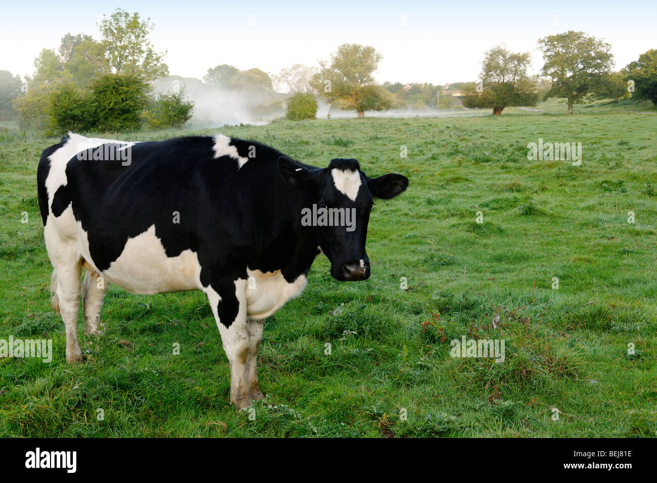Dairy cow in early morning mist Stock Photo