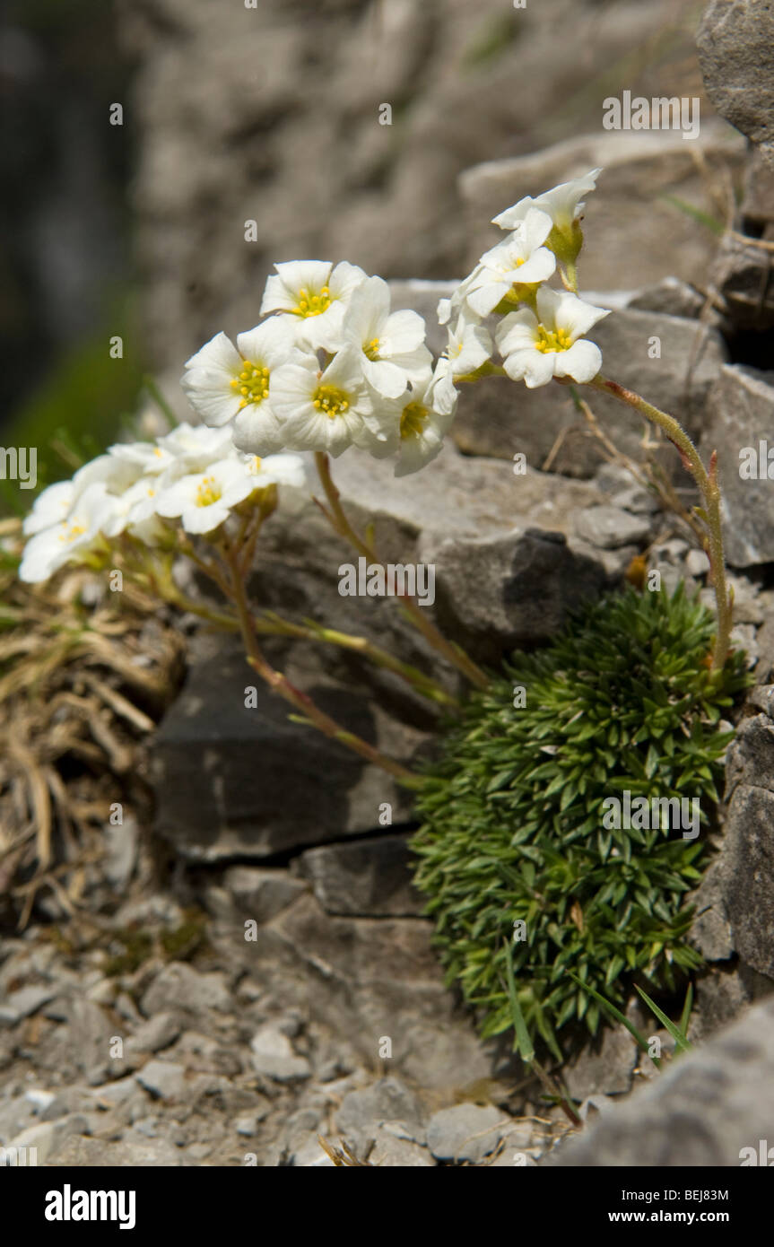 Saxifraga vandellii flowers, Ancogno Valley, Lombardy, Italy Stock Photo
