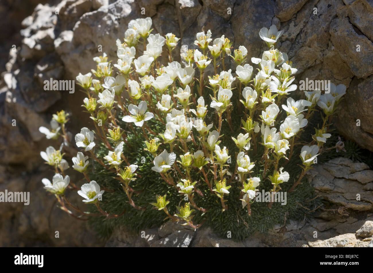 Saxifraga valdellii flowers, Bondone mountain, Trentino Alto Adige, Italy Stock Photo