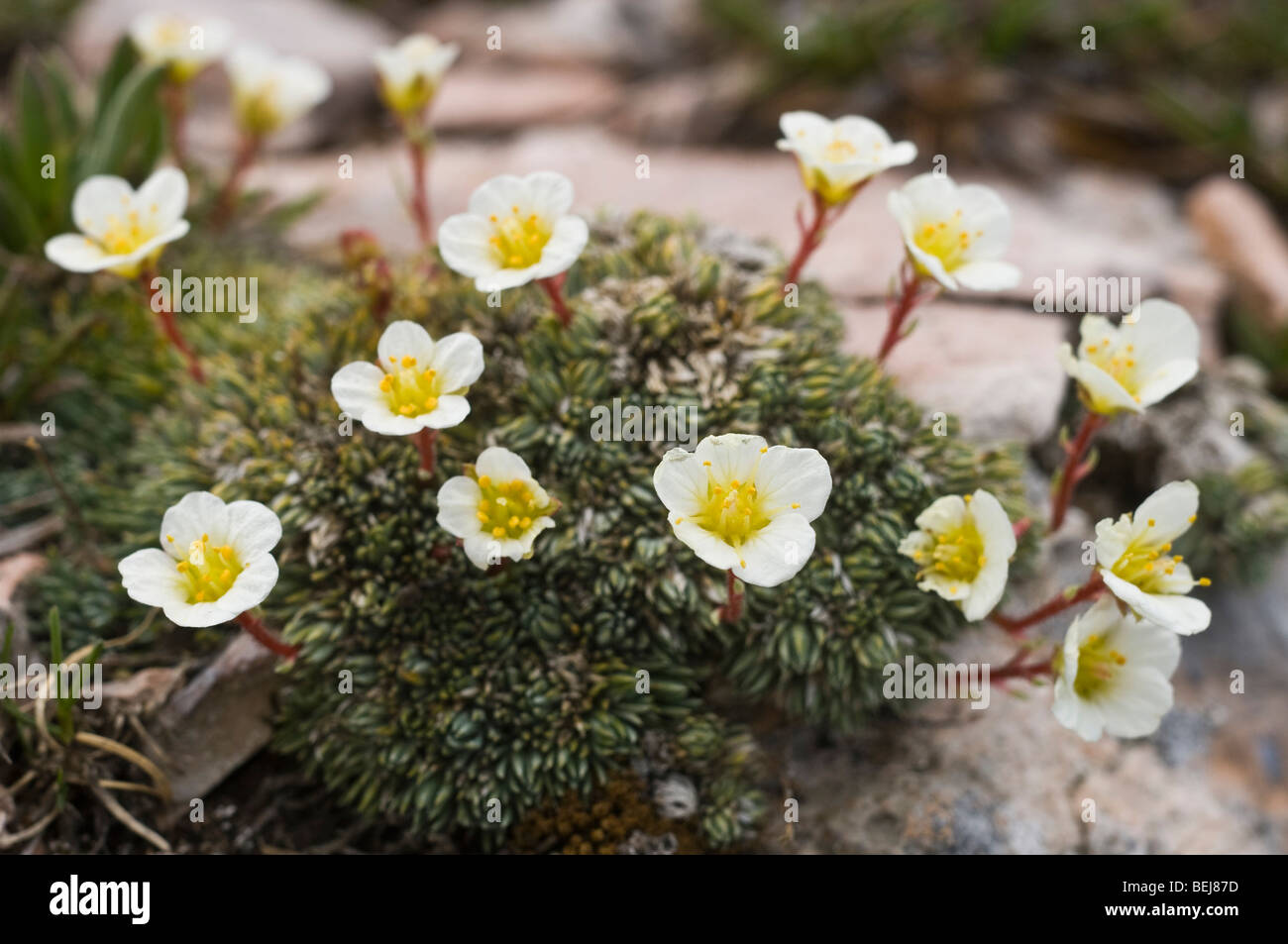 Saxifraga valdellii flowers, Bondone mountain, Trentino Alto Adige, Italy Stock Photo