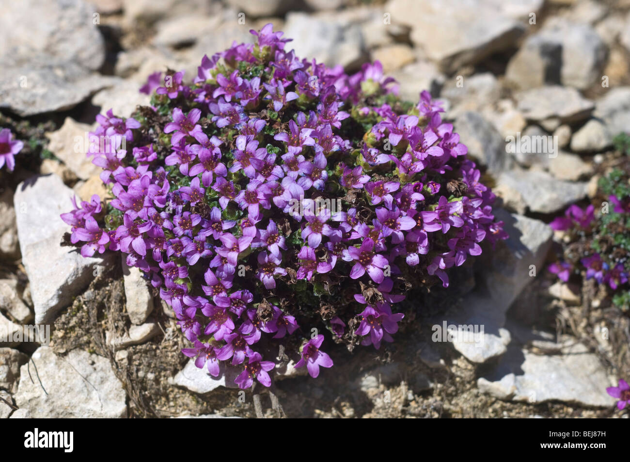Saxifraga oppositifolia flowers, Bondone mountain, Trentino Alto Adige, Italy Stock Photo