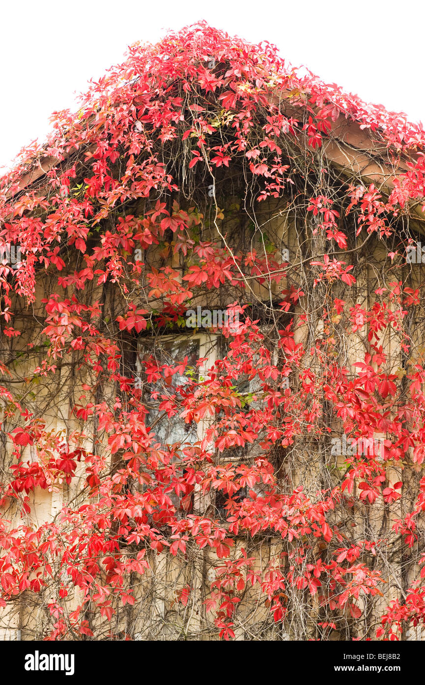 red plant growing on house, Sweden Stock Photo