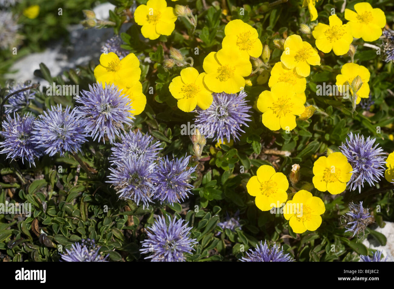 Globularia cordifolia and potentilla flowers, Guglielmo mountain, Lombardy, Italy Stock Photo