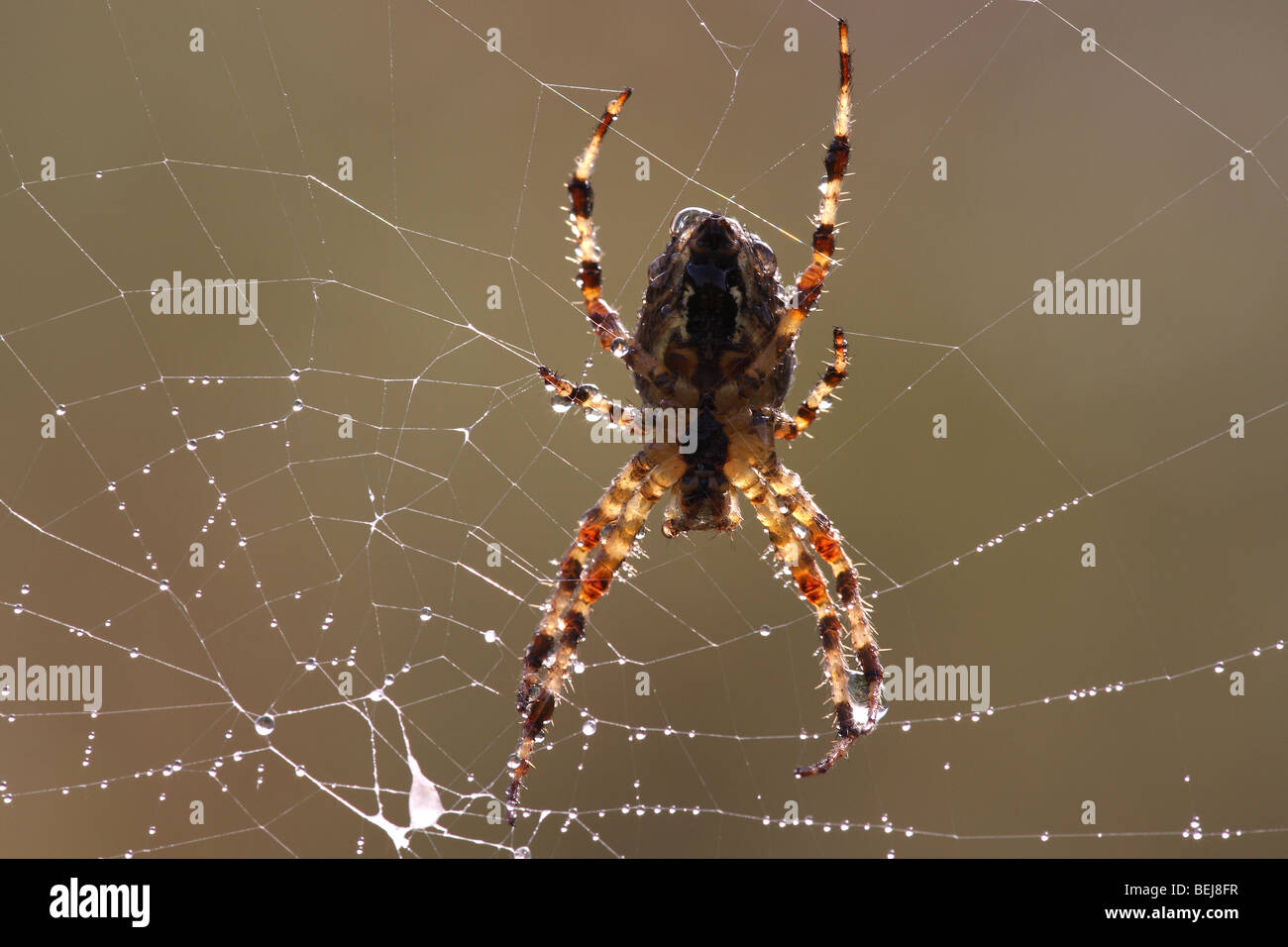 Cross spider (Araneus diadematus) in spiderweb, Belgium Stock Photo