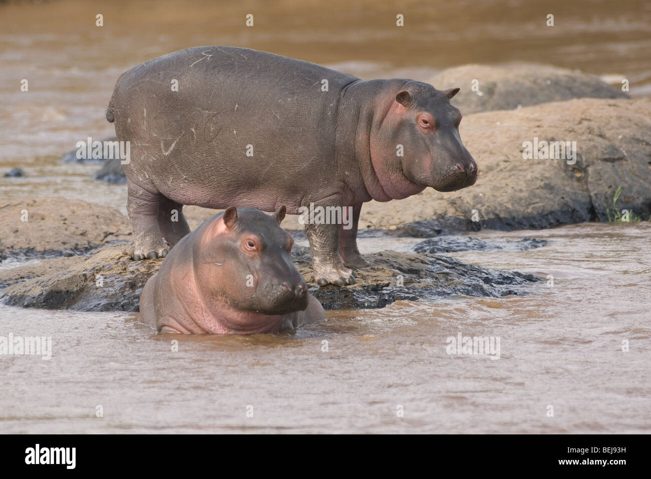 Baby Hippopotamus playing in the water, Hippopotamus amphibius, Kenya